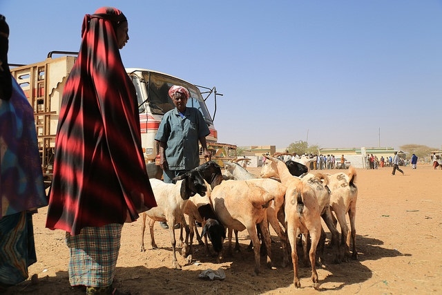 Somali herders