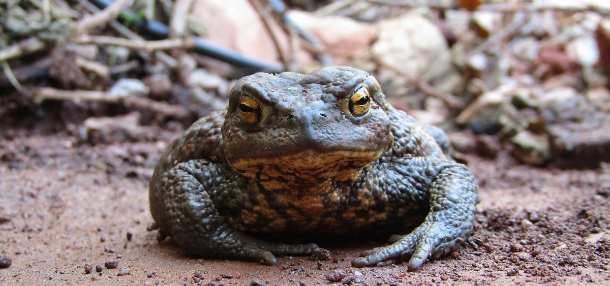 toad