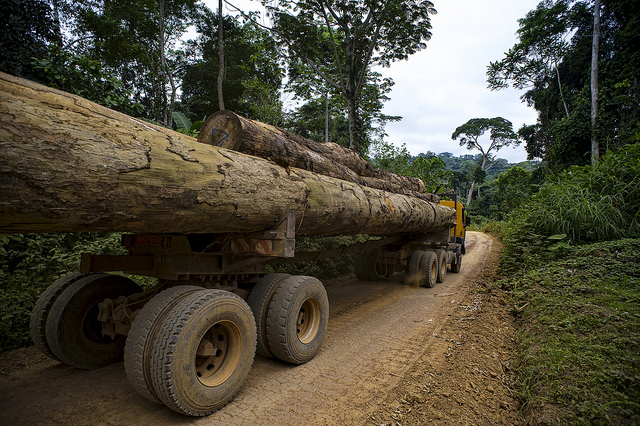 Congo logging